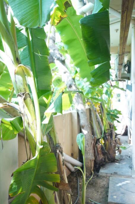 Janhvi's Homestay - Boho Theme 1bhk - Near Airport *