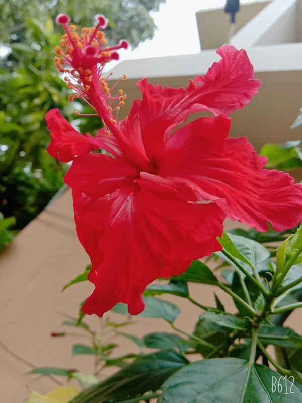 Guest house Hanu Reddy Residences Wallace Garden 3*
