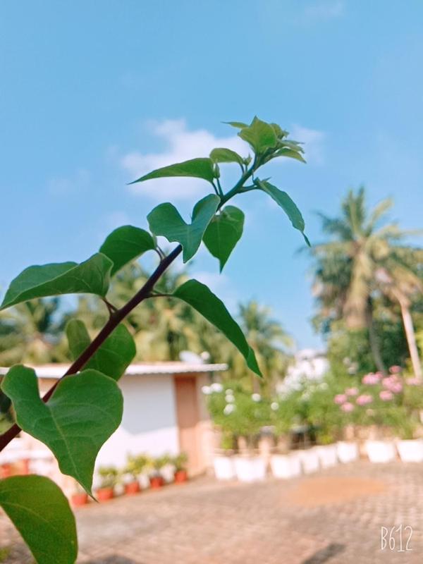 Hanu Reddy Residences Wallace Garden 3* Chennai