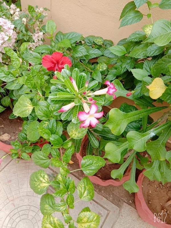 Hanu Reddy Residences Wallace Garden 3* Chennai