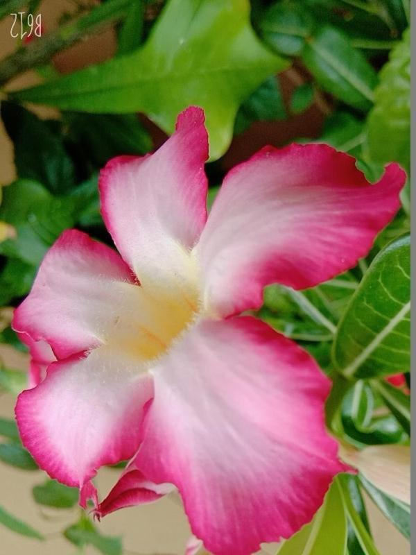 Hanu Reddy Residences Wallace Garden Chennai