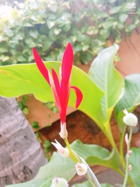 Hanu Reddy Residences Wallace Garden Guest house 3*