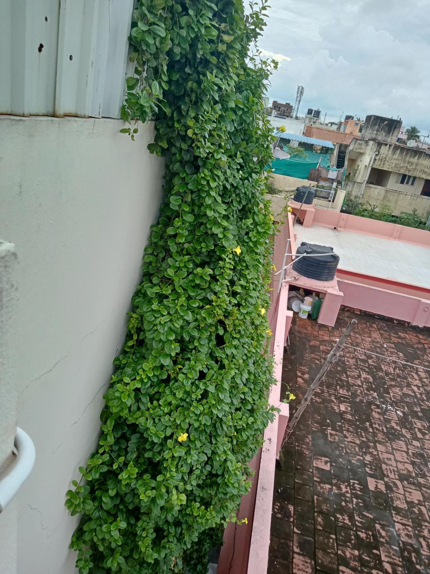 Aparthotel Allamanda Abode *