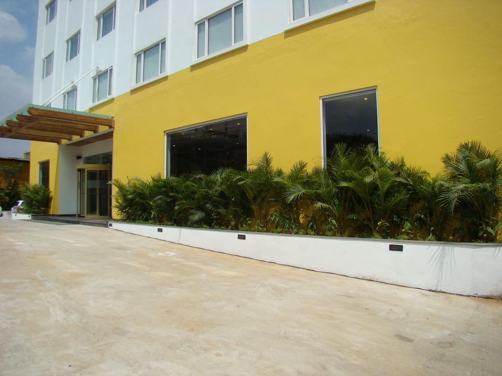 Lemon Tree